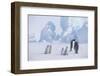 Young Emperor Penguins and Adult-DLILLC-Framed Photographic Print