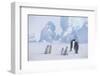 Young Emperor Penguins and Adult-DLILLC-Framed Photographic Print