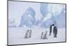 Young Emperor Penguins and Adult-DLILLC-Mounted Photographic Print