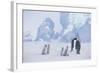 Young Emperor Penguins and Adult-DLILLC-Framed Photographic Print