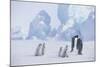 Young Emperor Penguins and Adult-DLILLC-Mounted Photographic Print