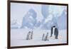 Young Emperor Penguins and Adult-DLILLC-Framed Photographic Print