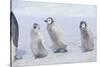 Young Emperor Penguins Covered in Snow-DLILLC-Stretched Canvas