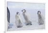 Young Emperor Penguins Covered in Snow-DLILLC-Framed Photographic Print