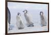 Young Emperor Penguins Covered in Snow-DLILLC-Framed Photographic Print