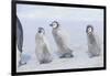 Young Emperor Penguins Covered in Snow-DLILLC-Framed Photographic Print