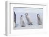 Young Emperor Penguins Covered in Snow-DLILLC-Framed Photographic Print