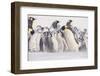 Young Emperor Penguins Covered in Snow-DLILLC-Framed Photographic Print