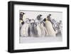 Young Emperor Penguins Covered in Snow-DLILLC-Framed Photographic Print