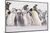 Young Emperor Penguins Covered in Snow-DLILLC-Mounted Photographic Print