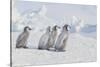 Young Emperor Penguins-DLILLC-Stretched Canvas