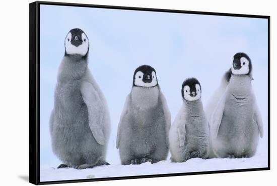 Young Emperor Penguins-DLILLC-Framed Stretched Canvas