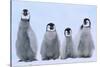 Young Emperor Penguins-DLILLC-Stretched Canvas