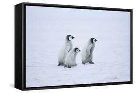 Young Emperor Penguins-DLILLC-Framed Stretched Canvas