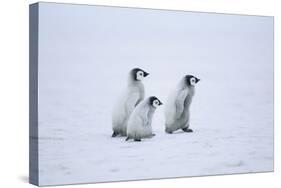 Young Emperor Penguins-DLILLC-Stretched Canvas