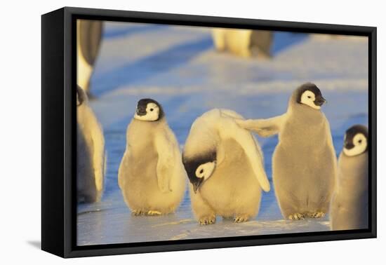 Young Emperor Penguins-DLILLC-Framed Stretched Canvas