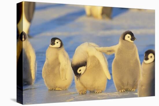 Young Emperor Penguins-DLILLC-Stretched Canvas