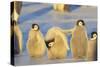 Young Emperor Penguins-DLILLC-Stretched Canvas