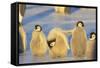 Young Emperor Penguins-DLILLC-Framed Stretched Canvas