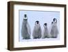 Young Emperor Penguins-DLILLC-Framed Photographic Print