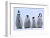 Young Emperor Penguins-DLILLC-Framed Photographic Print