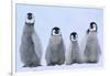 Young Emperor Penguins-DLILLC-Framed Photographic Print