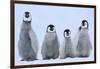 Young Emperor Penguins-DLILLC-Framed Photographic Print