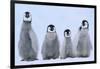 Young Emperor Penguins-DLILLC-Framed Photographic Print