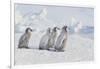 Young Emperor Penguins-DLILLC-Framed Photographic Print