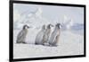 Young Emperor Penguins-DLILLC-Framed Photographic Print