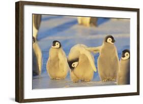 Young Emperor Penguins-DLILLC-Framed Photographic Print