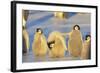 Young Emperor Penguins-DLILLC-Framed Photographic Print