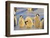 Young Emperor Penguins-DLILLC-Framed Photographic Print