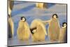 Young Emperor Penguins-DLILLC-Mounted Photographic Print