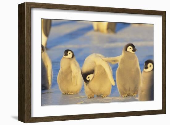 Young Emperor Penguins-DLILLC-Framed Photographic Print