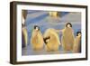 Young Emperor Penguins-DLILLC-Framed Photographic Print