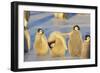 Young Emperor Penguins-DLILLC-Framed Photographic Print