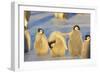 Young Emperor Penguins-DLILLC-Framed Photographic Print