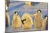 Young Emperor Penguins-DLILLC-Mounted Photographic Print