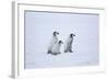 Young Emperor Penguins-DLILLC-Framed Photographic Print