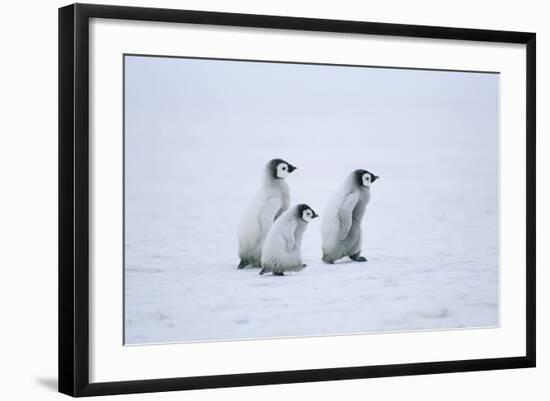 Young Emperor Penguins-DLILLC-Framed Photographic Print