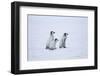 Young Emperor Penguins-DLILLC-Framed Photographic Print