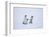 Young Emperor Penguins-DLILLC-Framed Photographic Print