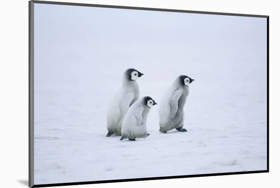 Young Emperor Penguins-DLILLC-Mounted Photographic Print