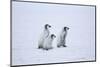 Young Emperor Penguins-DLILLC-Mounted Photographic Print