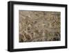 Young European Eel (Anguilla Anguilla) Elvers-Nick Upton-Framed Photographic Print