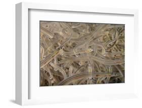 Young European Eel (Anguilla Anguilla) Elvers-Nick Upton-Framed Photographic Print