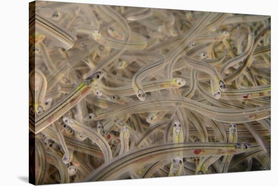 Young European Eel (Anguilla Anguilla) Elvers-Nick Upton-Stretched Canvas