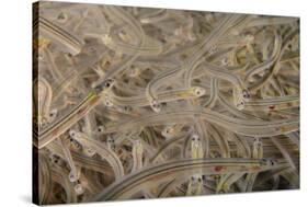 Young European Eel (Anguilla Anguilla) Elvers-Nick Upton-Stretched Canvas