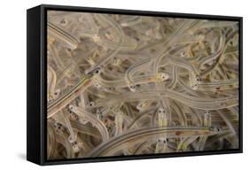 Young European Eel (Anguilla Anguilla) Elvers-Nick Upton-Framed Stretched Canvas